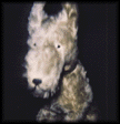 photo chien5