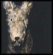 photo chien2