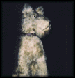 photo chien1