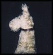 photo chien4