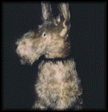 photo chien3