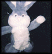 photo lapin10