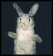 photo lapin11