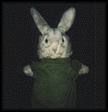photo lapin12