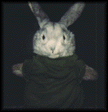 photo lapin13