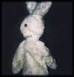 photo lapin3