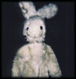 photo lapin4