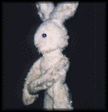 photo lapin5