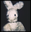 photo lapin6