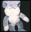photo lapin8
