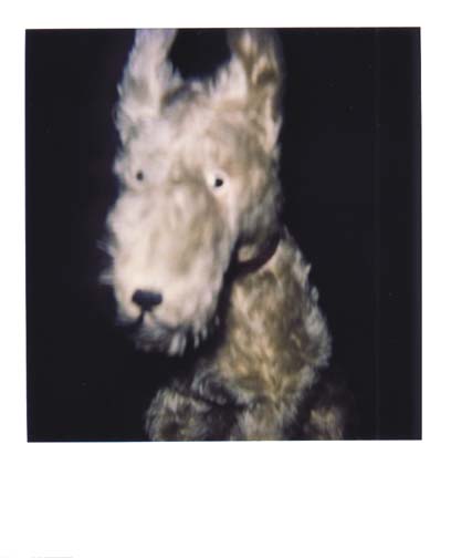 photo chien 1