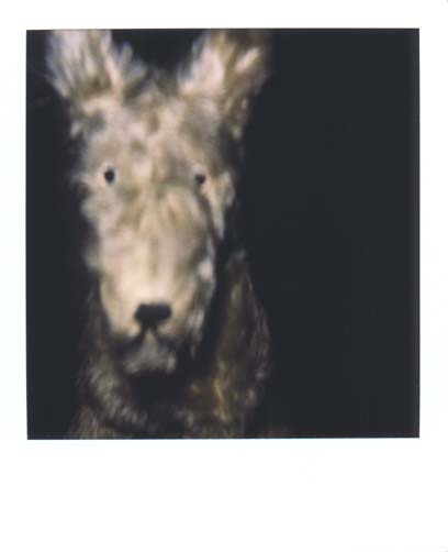 photo chien 2