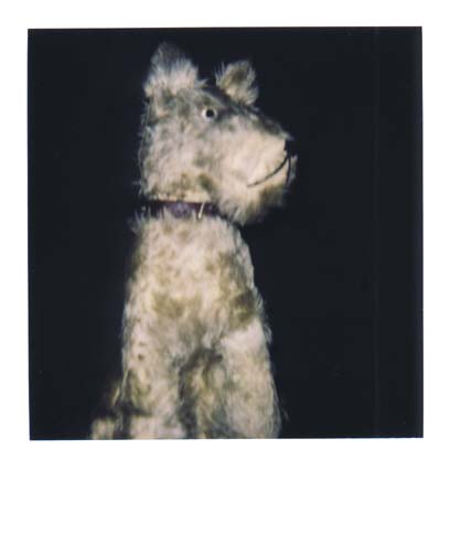 photo chien 3
