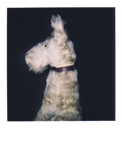 photo chien 4