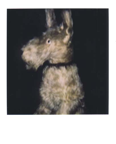 photo chien 5