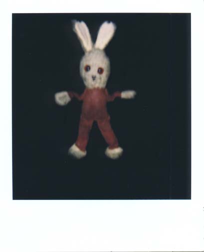 photo lapin 1