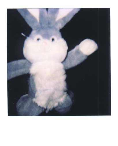 photo lapin 10