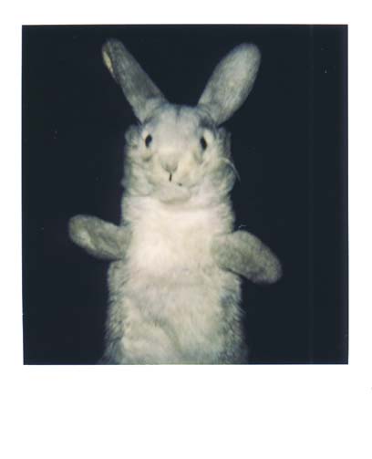 photo lapin 11
