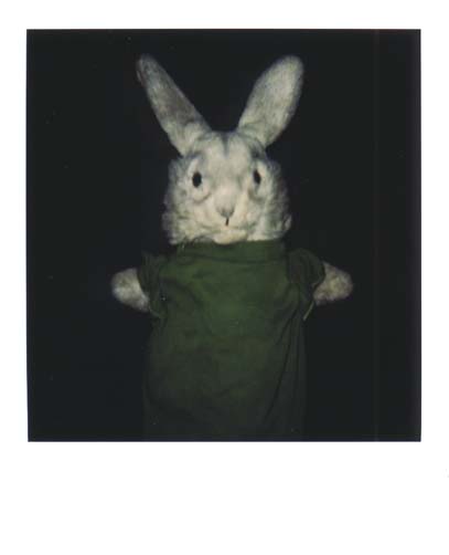photo lapin 12