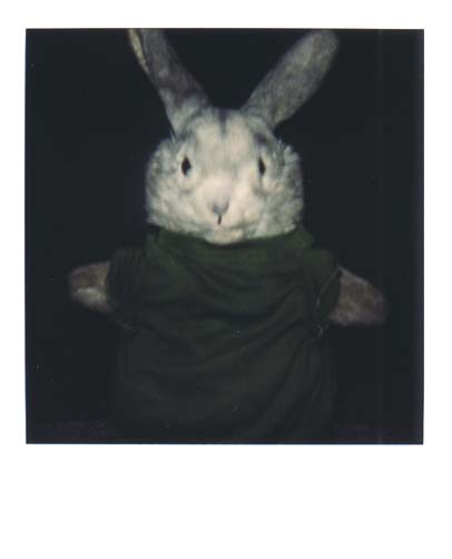 photo lapin 13
