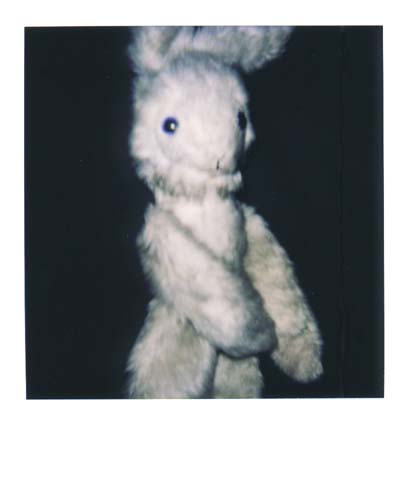 photo lapin 2