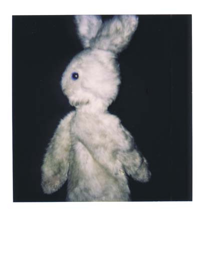 photo lapin 3