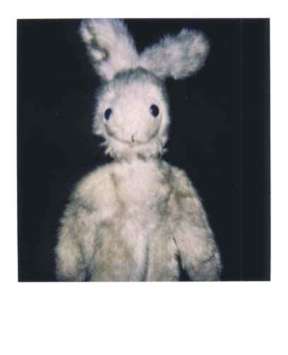 photo lapin 4