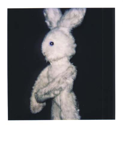photo lapin 5