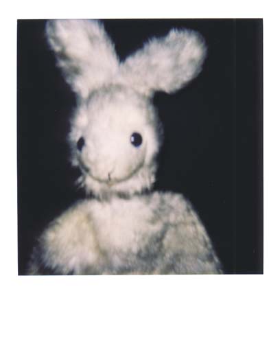 photo lapin 6
