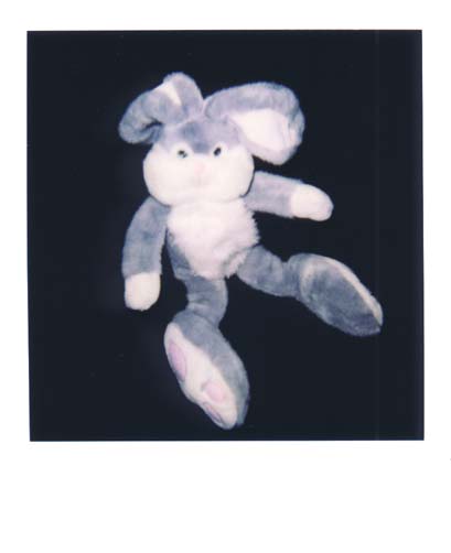 photo lapin 7