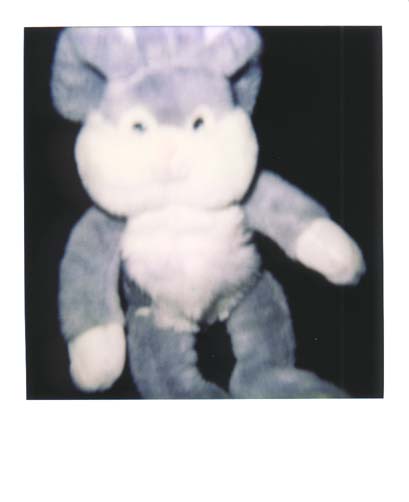 photo lapin 8