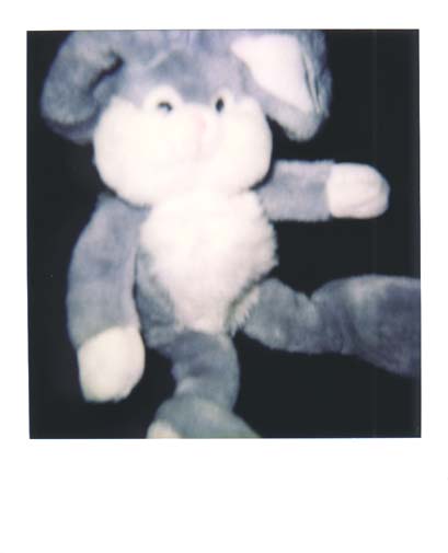 photo lapin 9